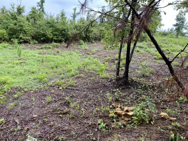 Saltillo, MS 38866,478 Road 1253 (lot 3)