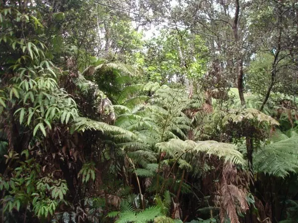 KALANINAULI RD, Volcano, HI 96785