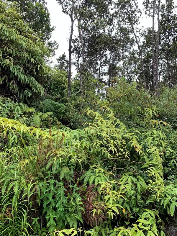 Volcano, HI 96785,ANUHEA STREET