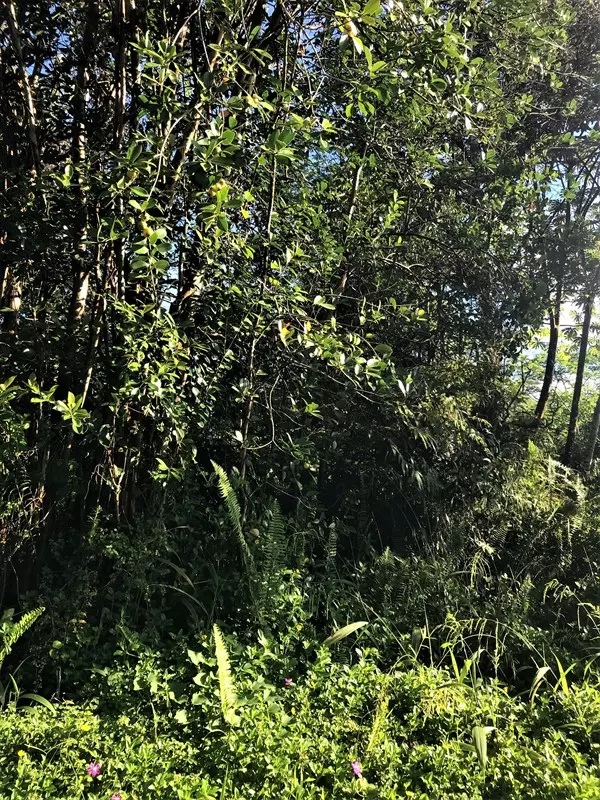 Pahoa, HI 96778,PAKALANA RD