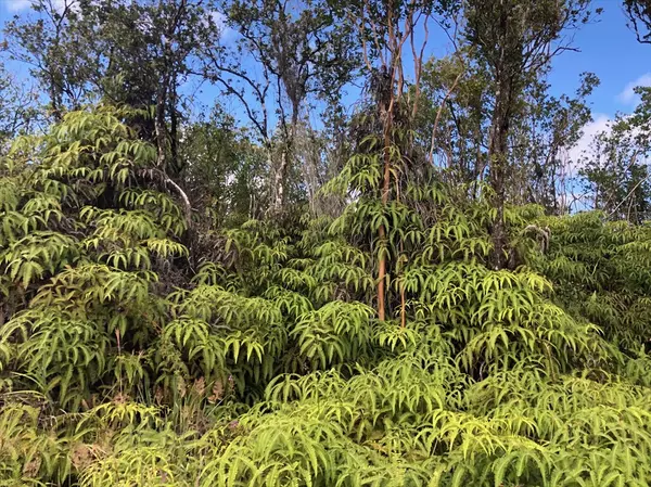 Volcano, HI 96785,KOKOKAHI RD