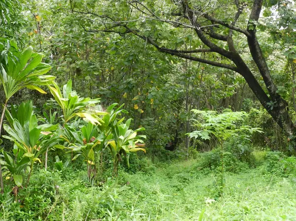 AKANIKOLEA ST, Pahoa, HI 96778