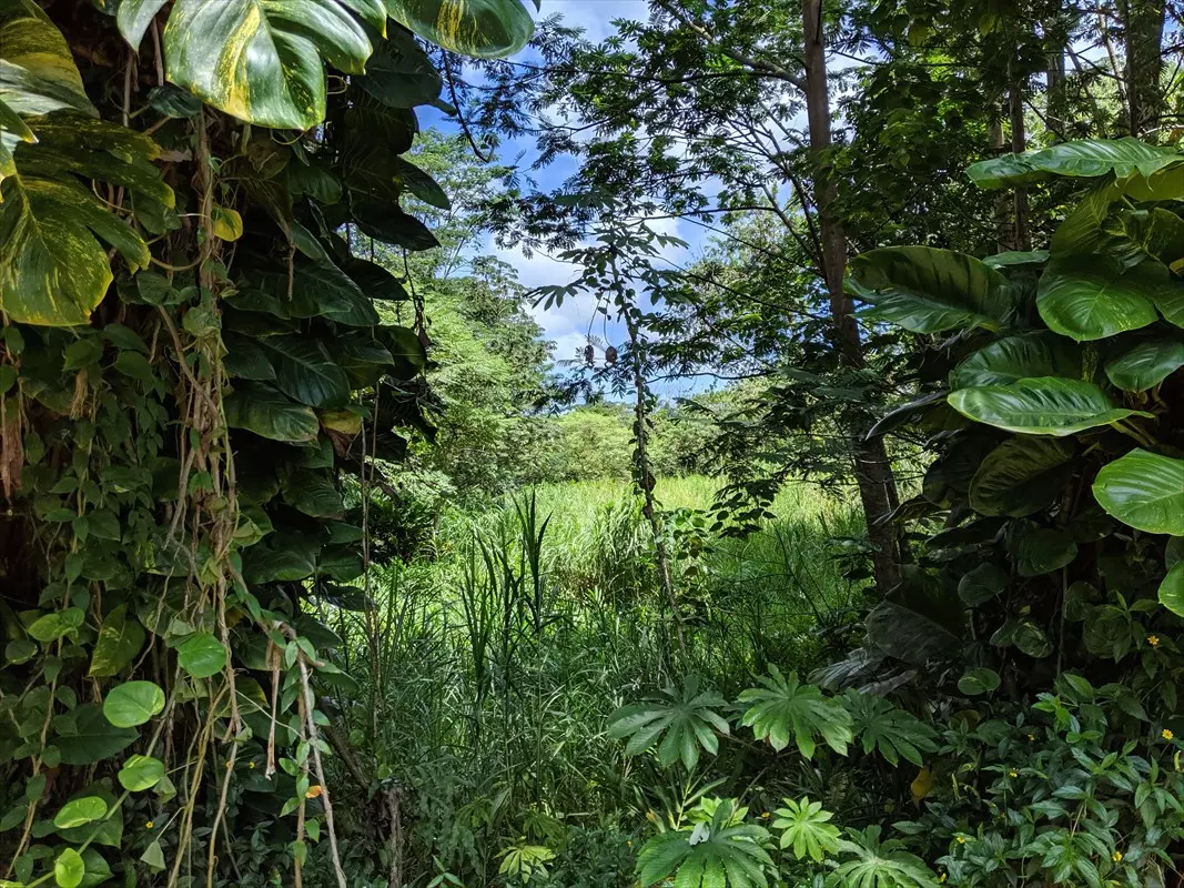 Pahoa, HI 96778,15-3195 PAHOA KAPOHO RD