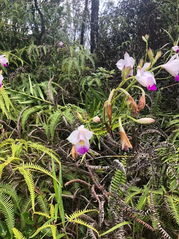 GINGER RD, Pahoa, HI 96778