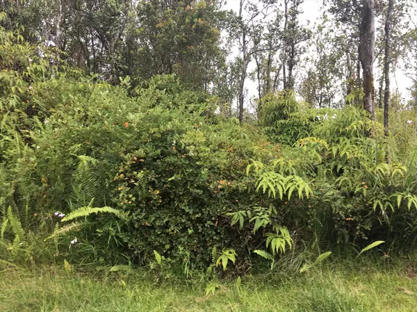 KOKOKAHI RD, Volcano, HI 96785