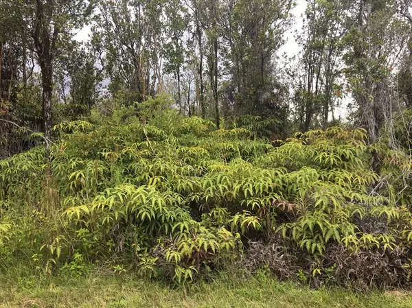 KOKOKAHI RD, Volcano, HI 96785