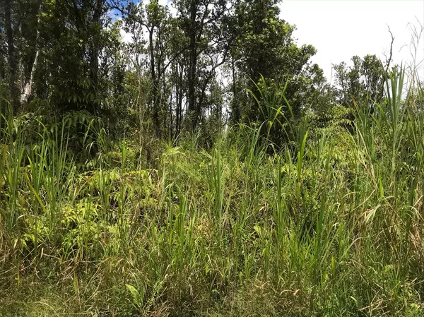 JUNGLE KING AVE, Volcano, HI 96785