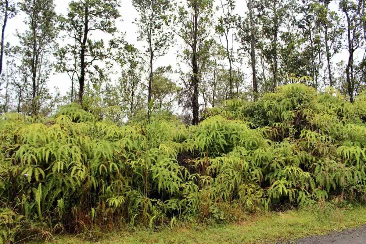 Volcano, HI 96785,ALA NAULANI RD