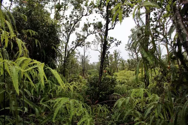 Volcano, HI 96785,ALA NAULANI RD