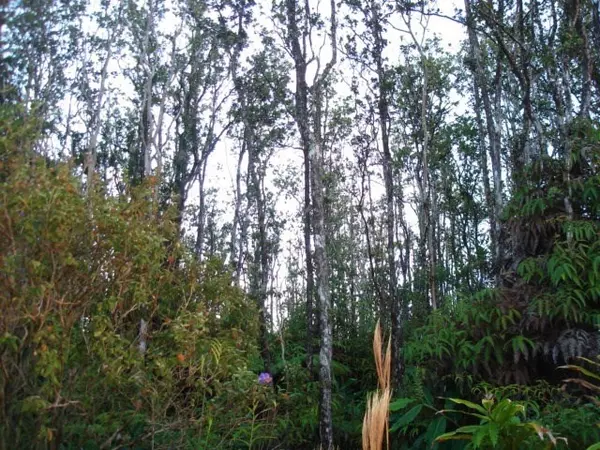 OHIALANI RD, Volcano, HI 96785