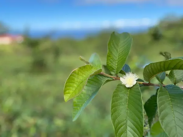 Honokaa, HI 96727,44-3119 KULA KAHIKO RD