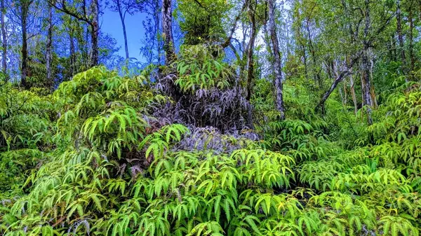 JUNGLE KING AVE, Volcano, HI 96785