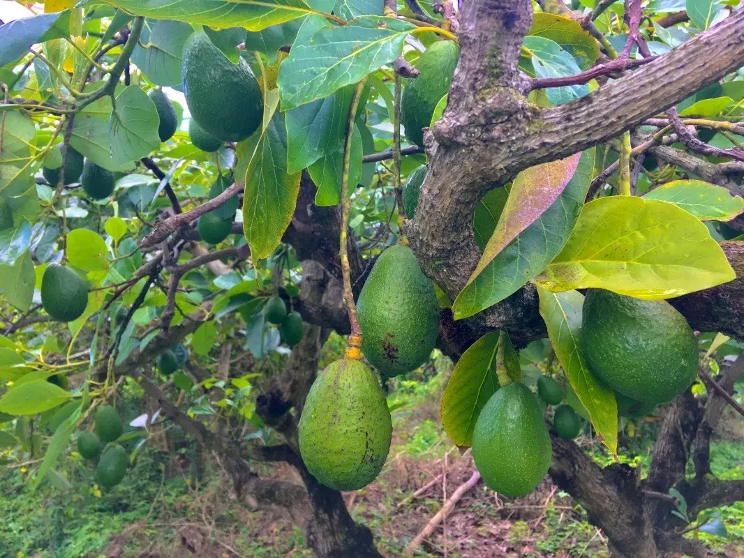 Pahoa, HI 96778,OPIHIKAU RD