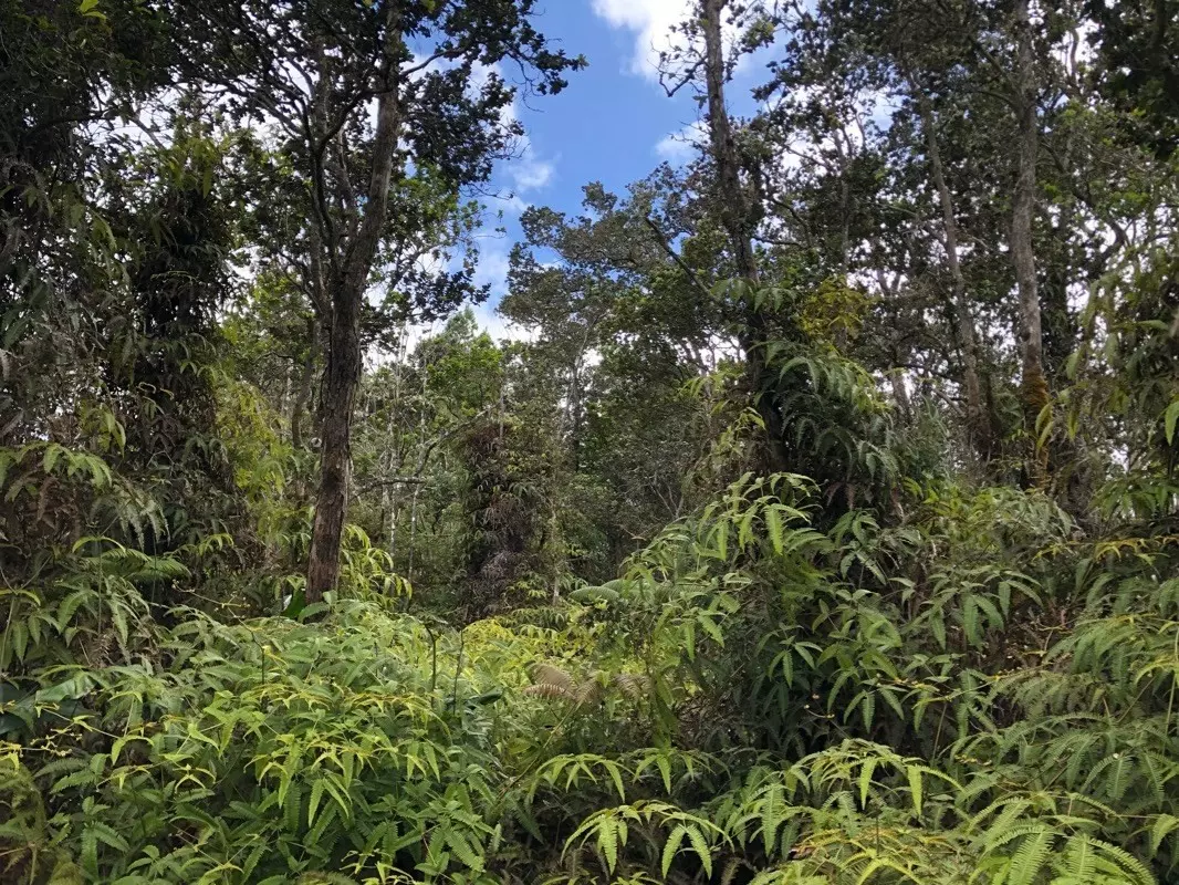 Volcano, HI 96785,NAHELENANI ST