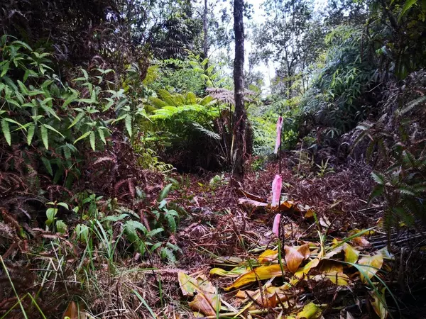 Volcano, HI 96785,ALII ANELA ST