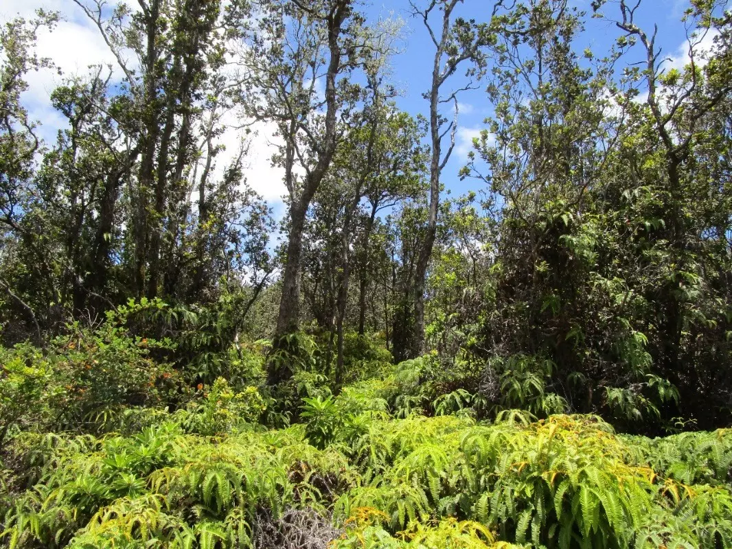 Volcano, HI 96785,OLD VOLCANO RD