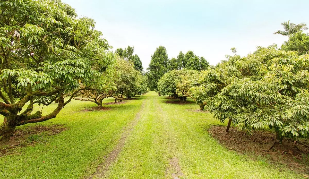 Kurtistown, HI 96760,17-4197 Ualani Road