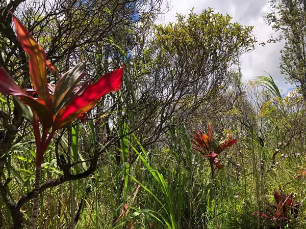 Pahoa, HI 96778,16-2048 SILVERSWORD DR