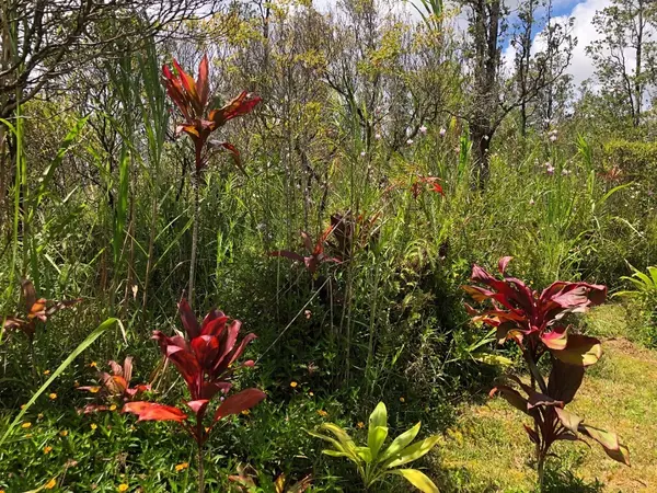 Pahoa, HI 96778,16-2048 SILVERSWORD DR