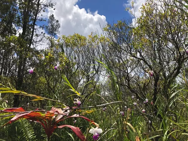 Pahoa, HI 96778,16-2048 SILVERSWORD DR