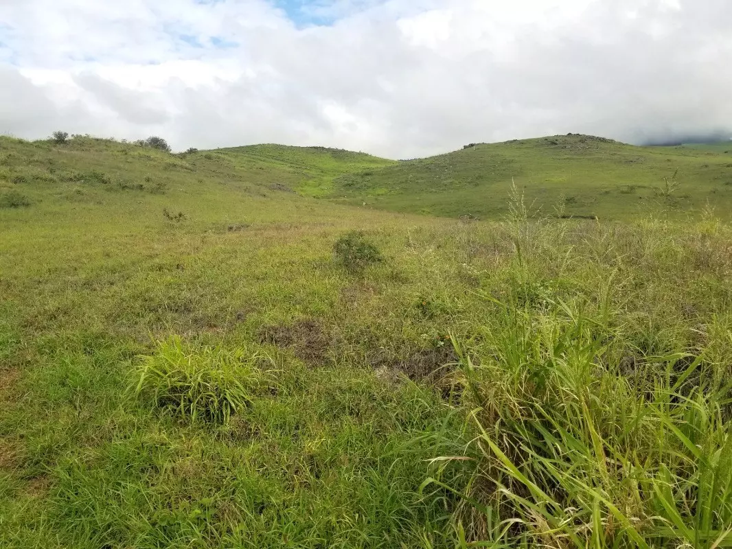 Kamuela, HI 96743,LEHIWA ST #LOT #496