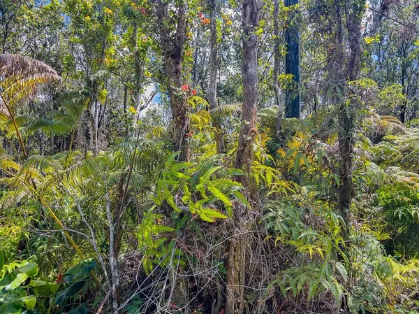 Volcano, HI 96785,ALII KOA ST