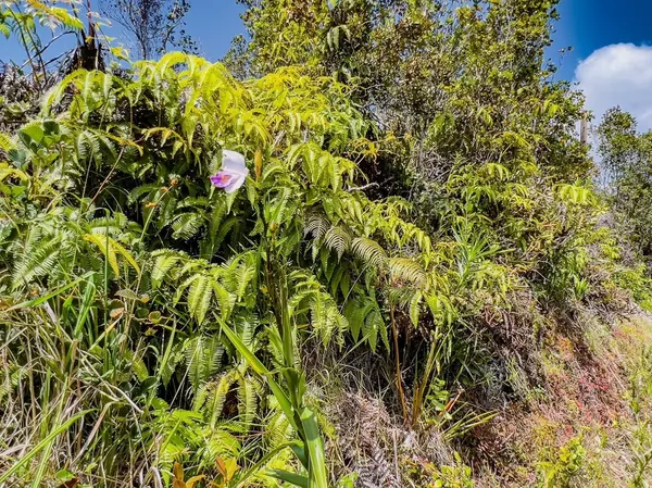 Volcano, HI 96785,ALII KOA ST