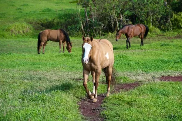 Hakalau, HI 96710,29-2596 KAIWIKI HOMESTEAD RD