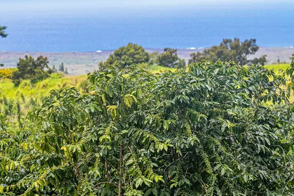 Pahala, HI 96777,KAMA'ILE ROAD