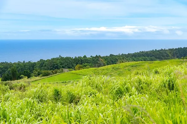 Laupahoehoe, HI 96764,AHOA RD