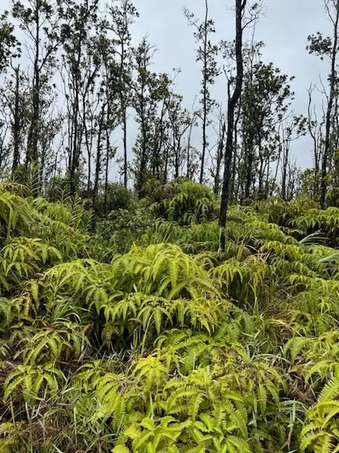 OMEKA RD, Volcano, HI 96785