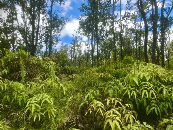 Volcano, HI 96785,OHIALANI RD