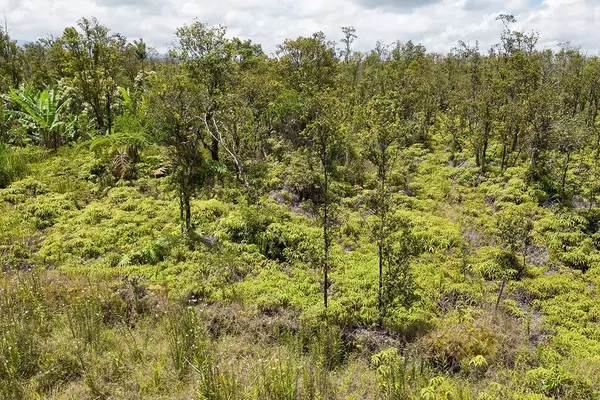 KALEPONI DR, Volcano, HI 96785