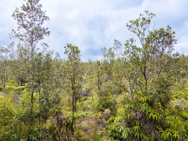 Volcano, HI 96785,KILIKAA RD