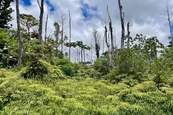 Pahoa, HI 96778,KUPONO ST