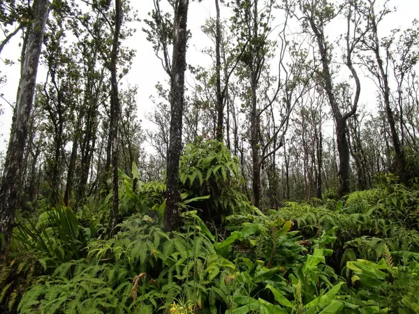 Volcano, HI 96785,KILNAHE RD