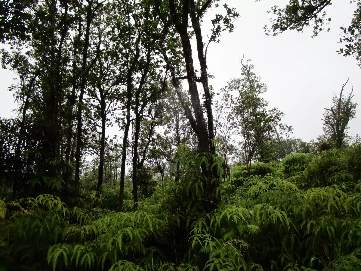 Volcano, HI 96785,ALA NAULANI RD