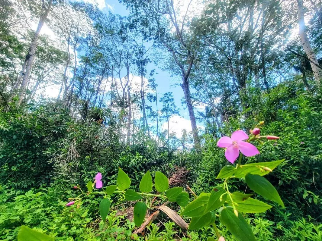 Pahoa, HI 96778,KAUAI RD