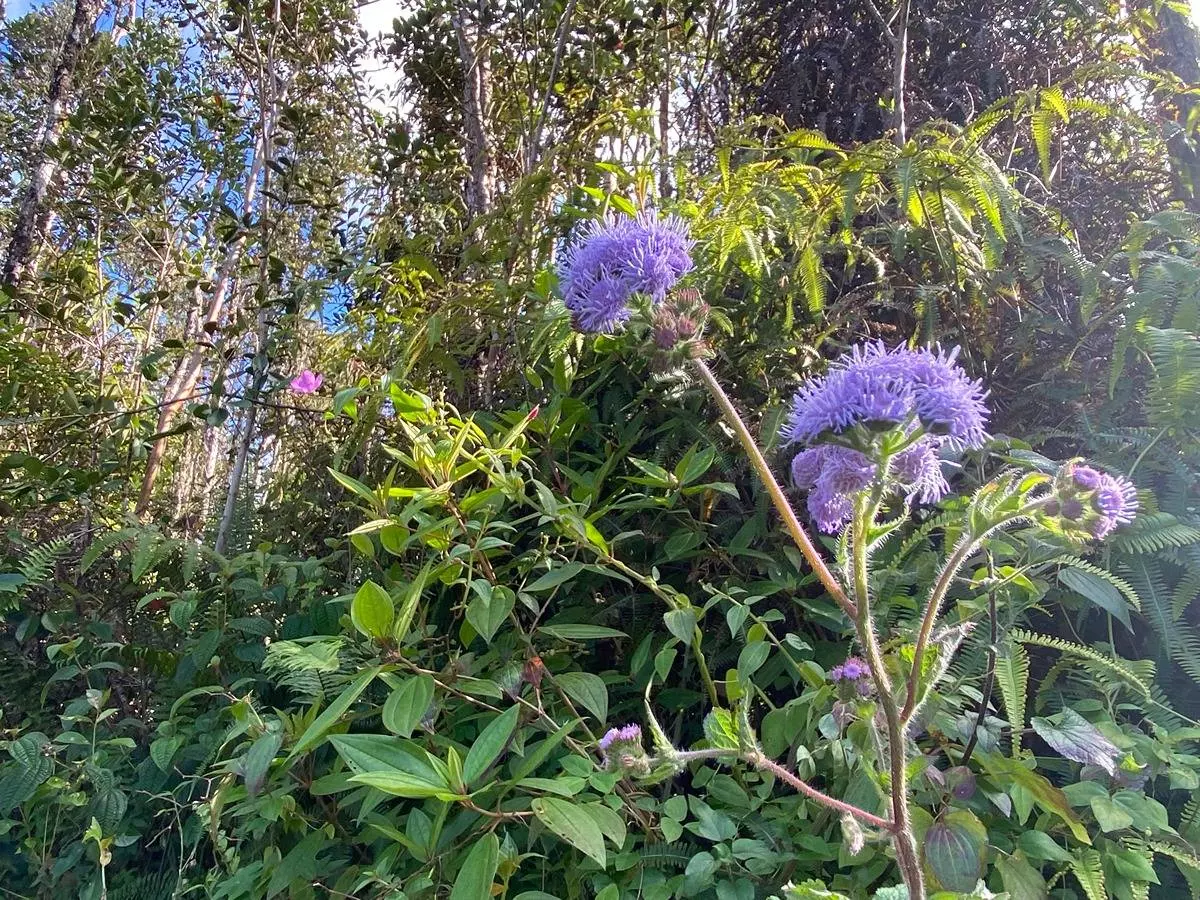 Pahoa, HI 96778,KAILUA RD