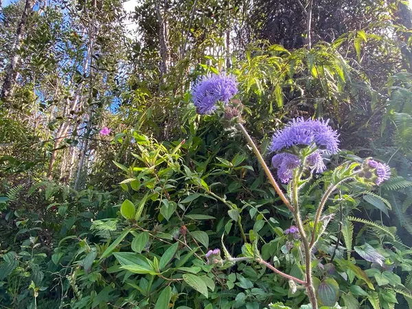 KAILUA RD, Pahoa, HI 96778