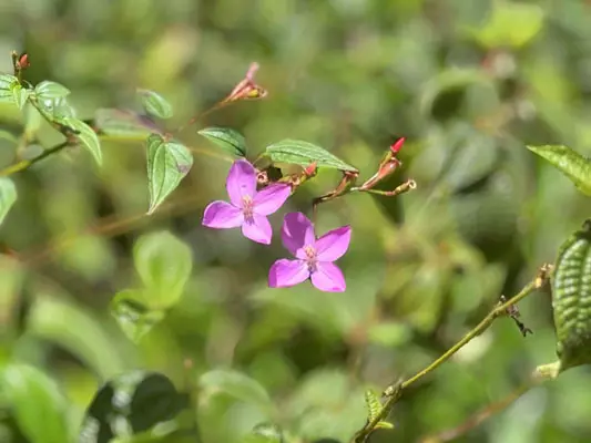 Pahoa, HI 96778,PAKALANA RD