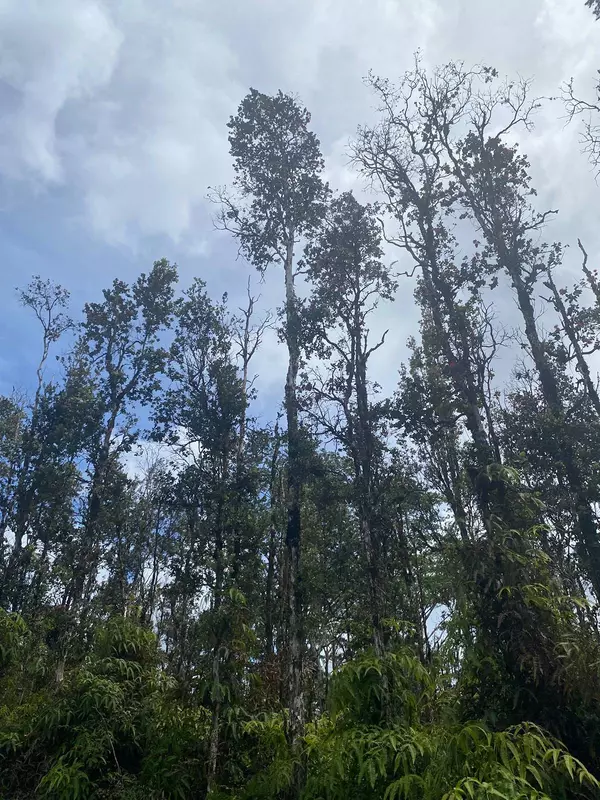 Pahoa, HI 96778,MOLOKAI RD