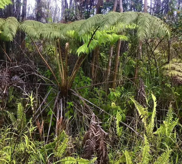 Volcano, HI 96785,KALEPONI DR