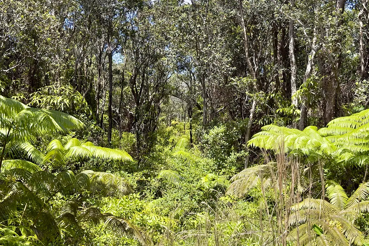 Volcano, HI 96785,NAHELENANI ST