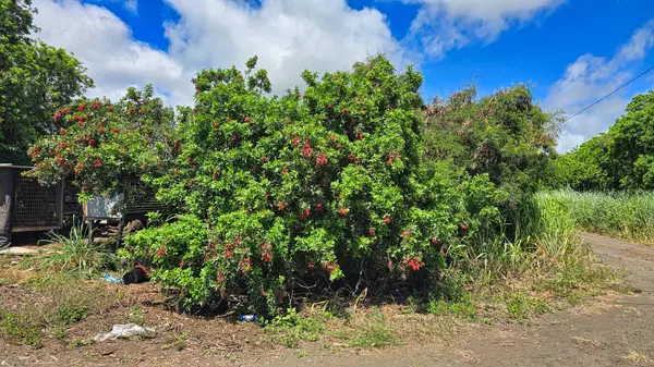 Naalehu, HI 96772,PUA ST