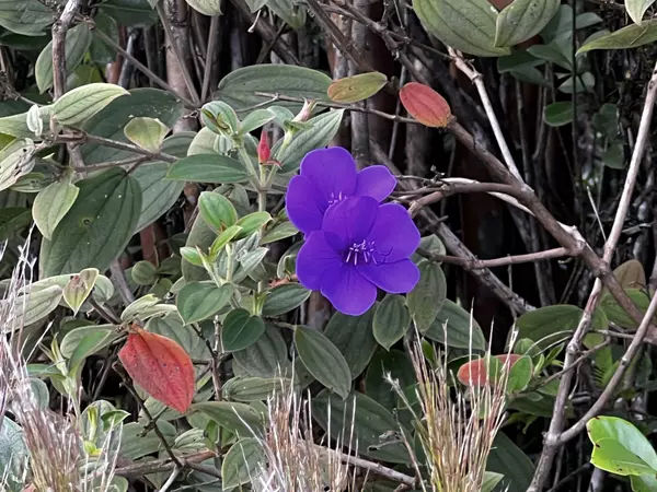 KALEPONI DR, Volcano, HI 96785