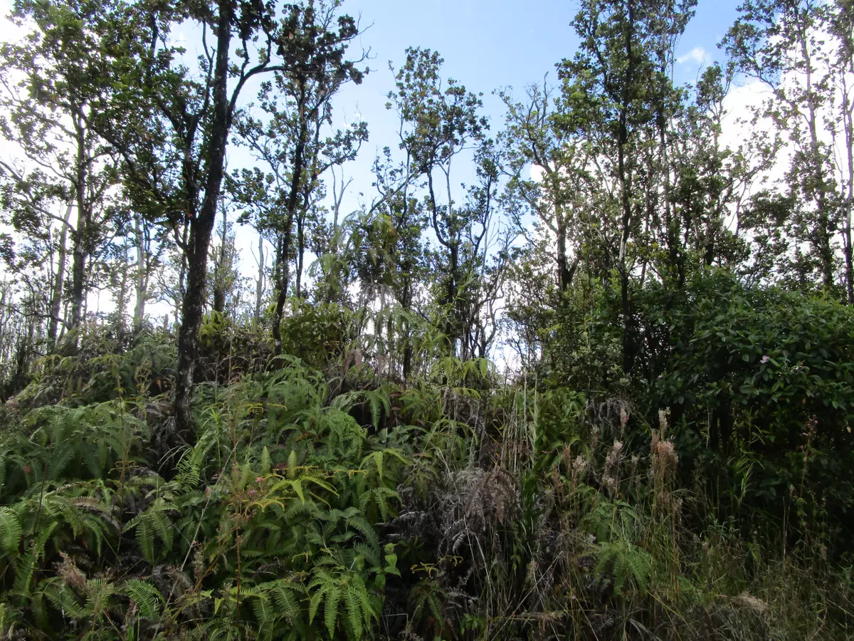 Volcano, HI 96785,APUAKEHAU RD