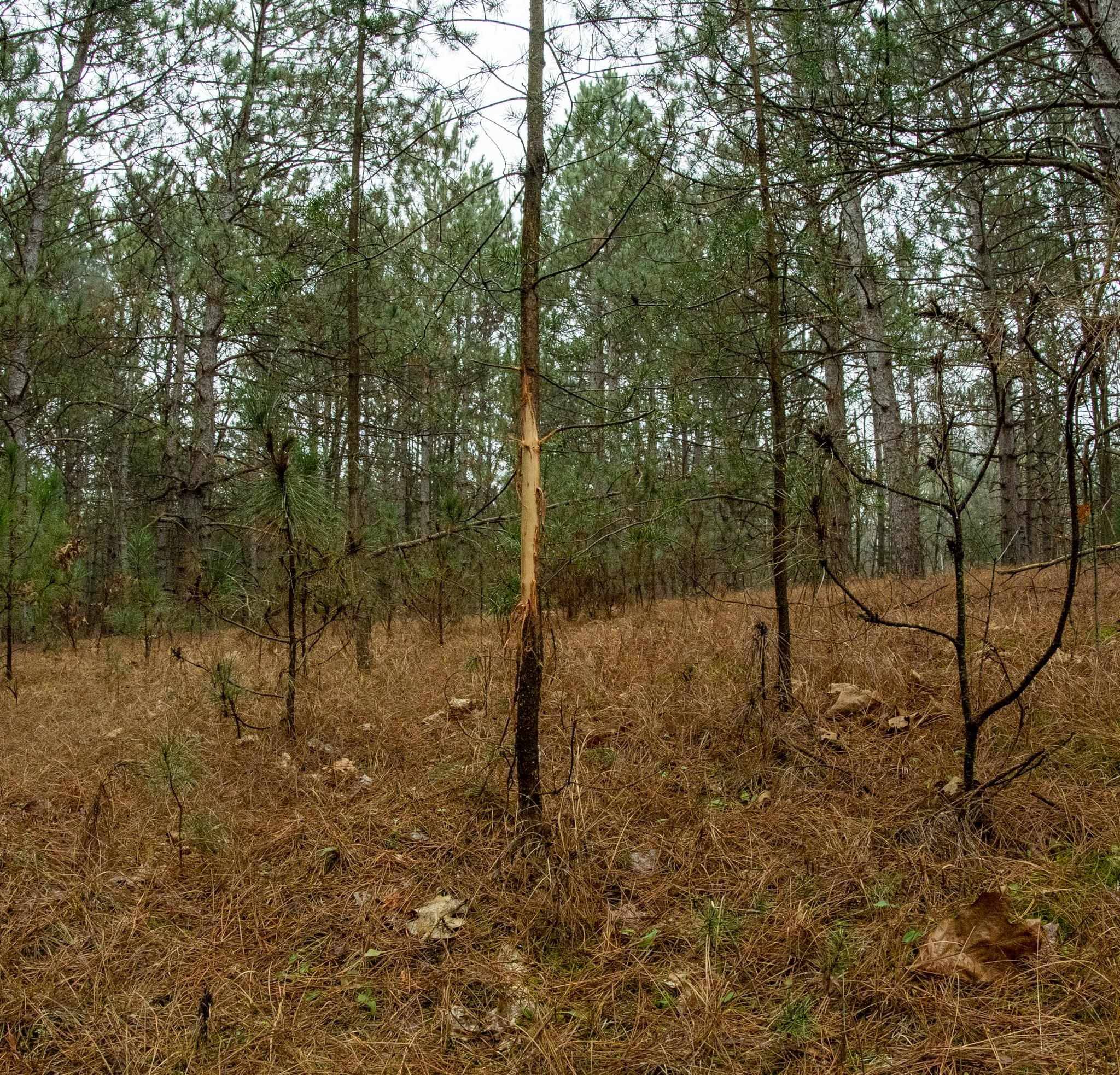 Sparta, WI 54656,59+/- Ac Ilbeam Rd