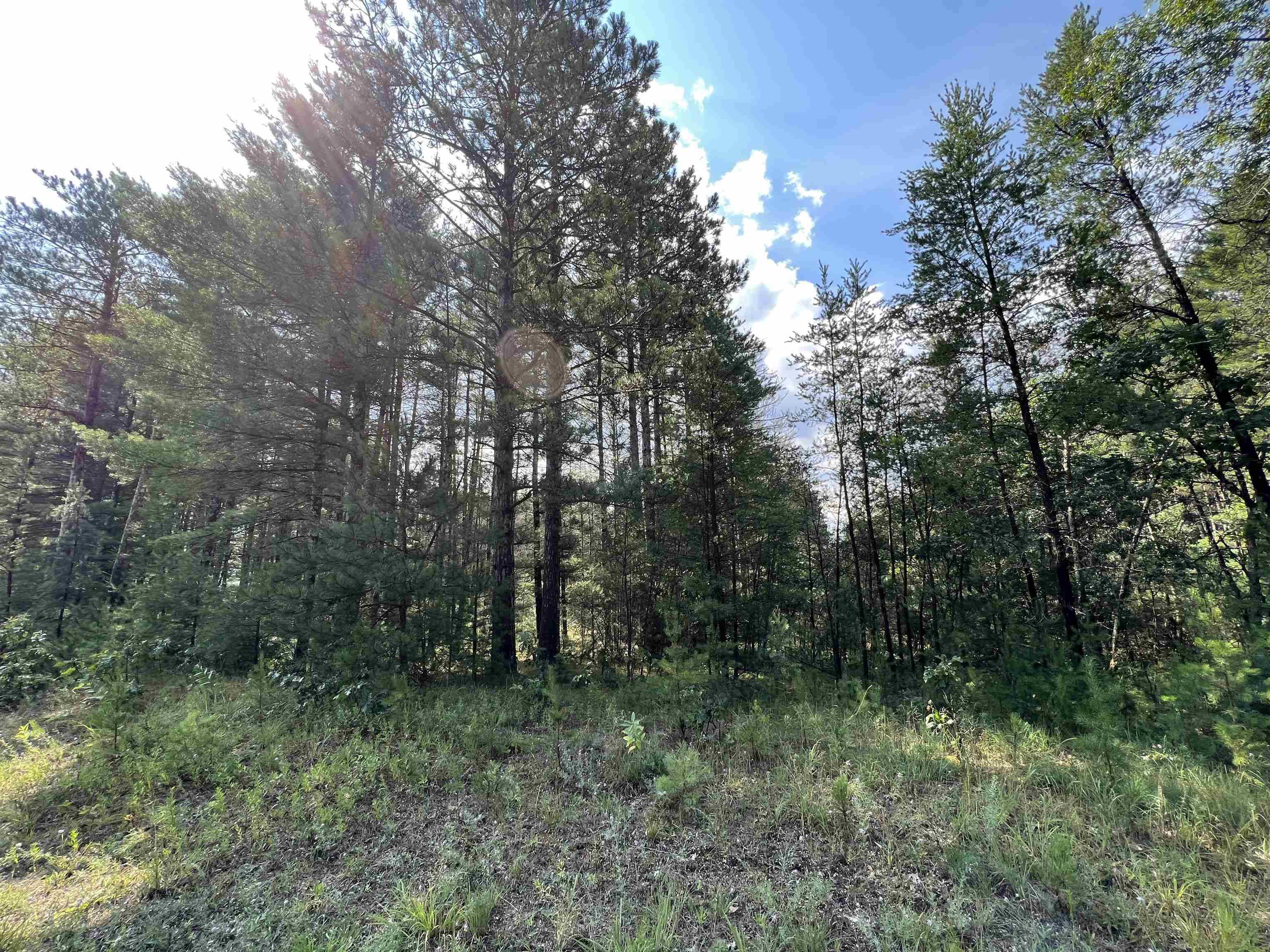 5.5 Acres Browndeer Dr, Arkdale, WI 54613