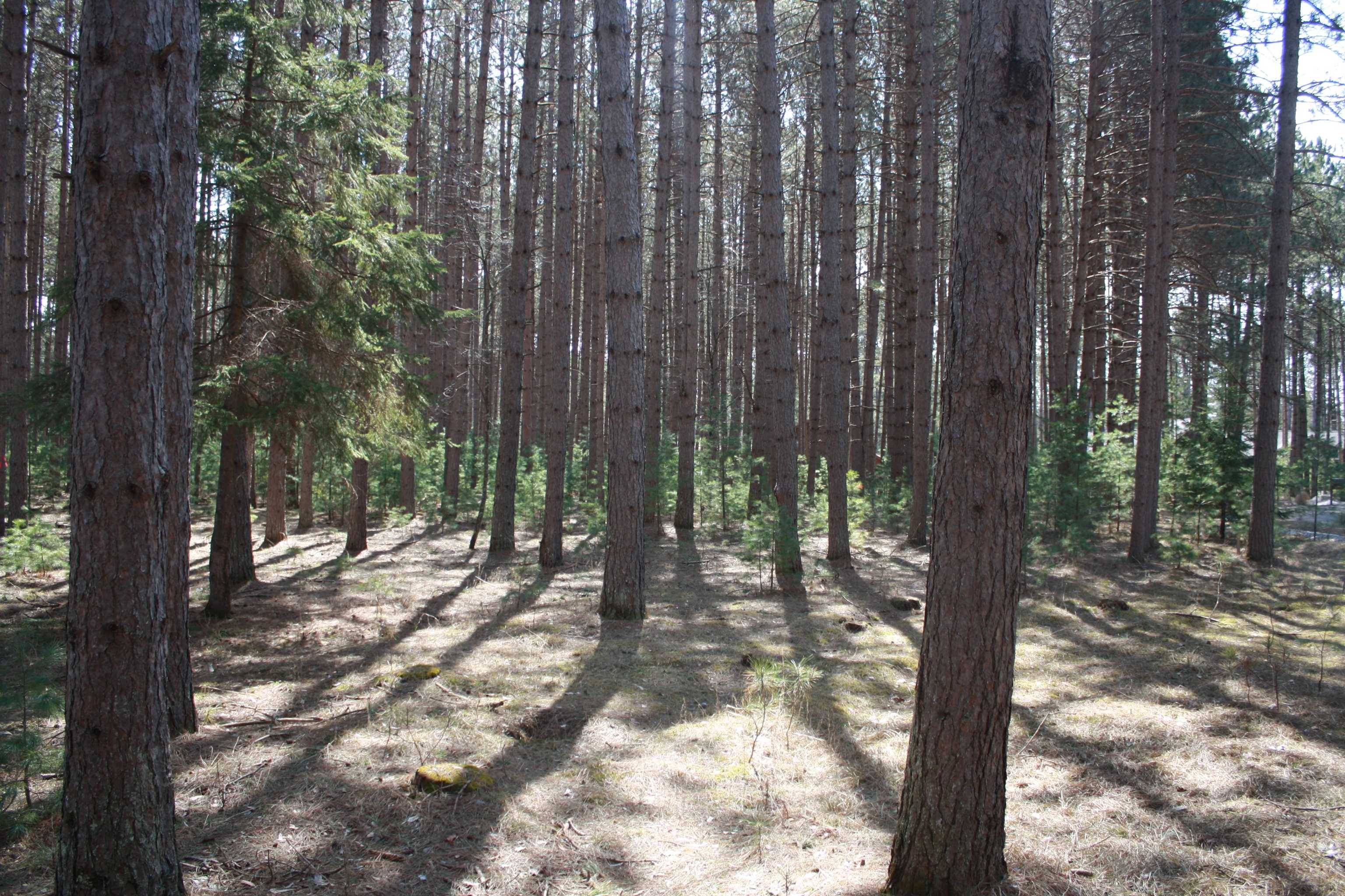 Minocqua, WI 54548,On Pine Grove Circle